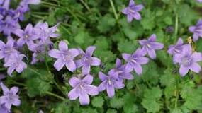 How tall is Campanula? How tall is Campanula?