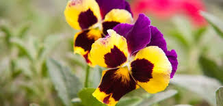 What is the meaning of the pansy flower? What is the meaning of the pansy flower?