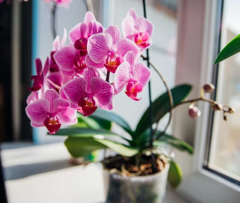 How to get your orchid to bloom again