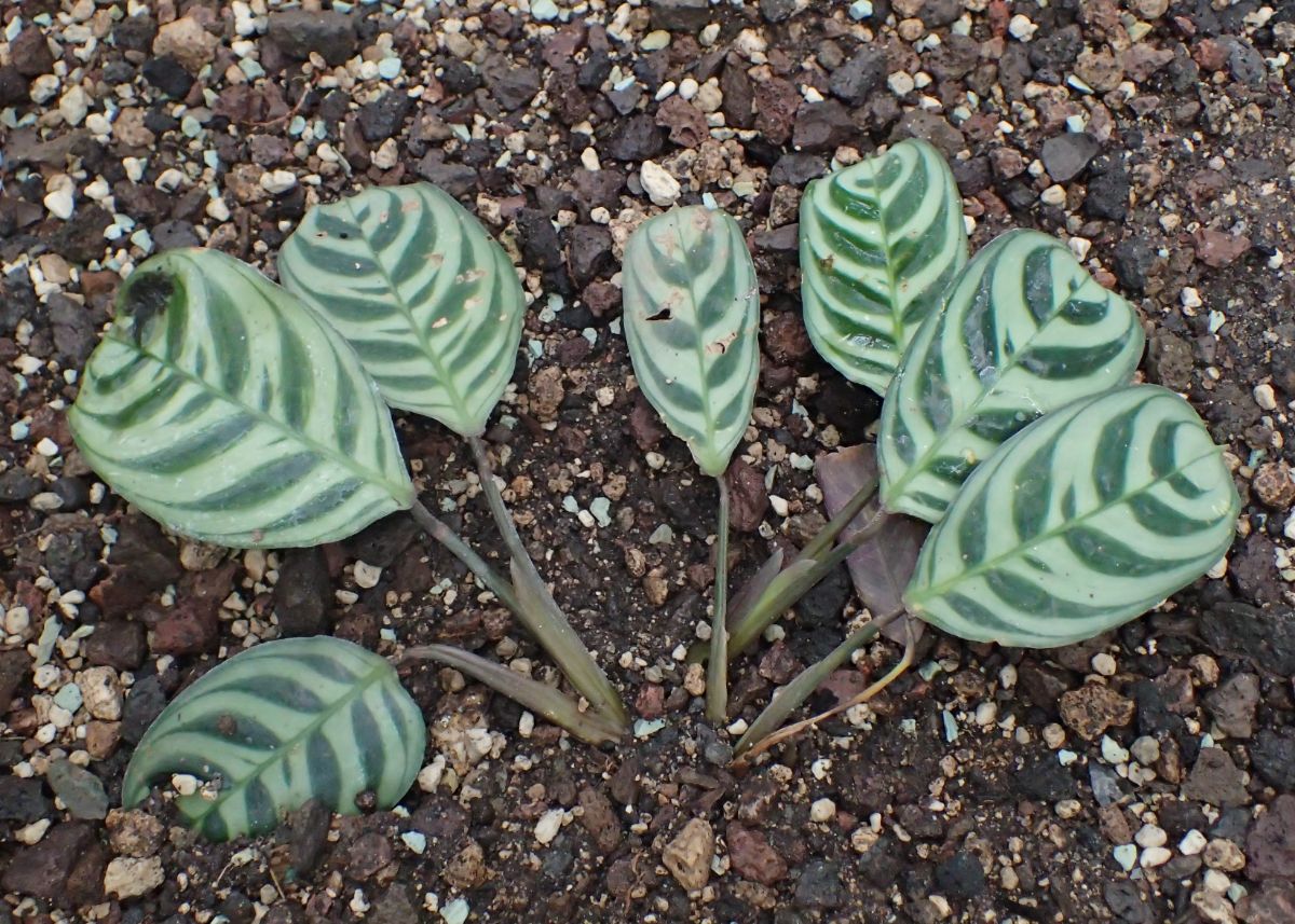 small plant of Ctenanthe burle marxii