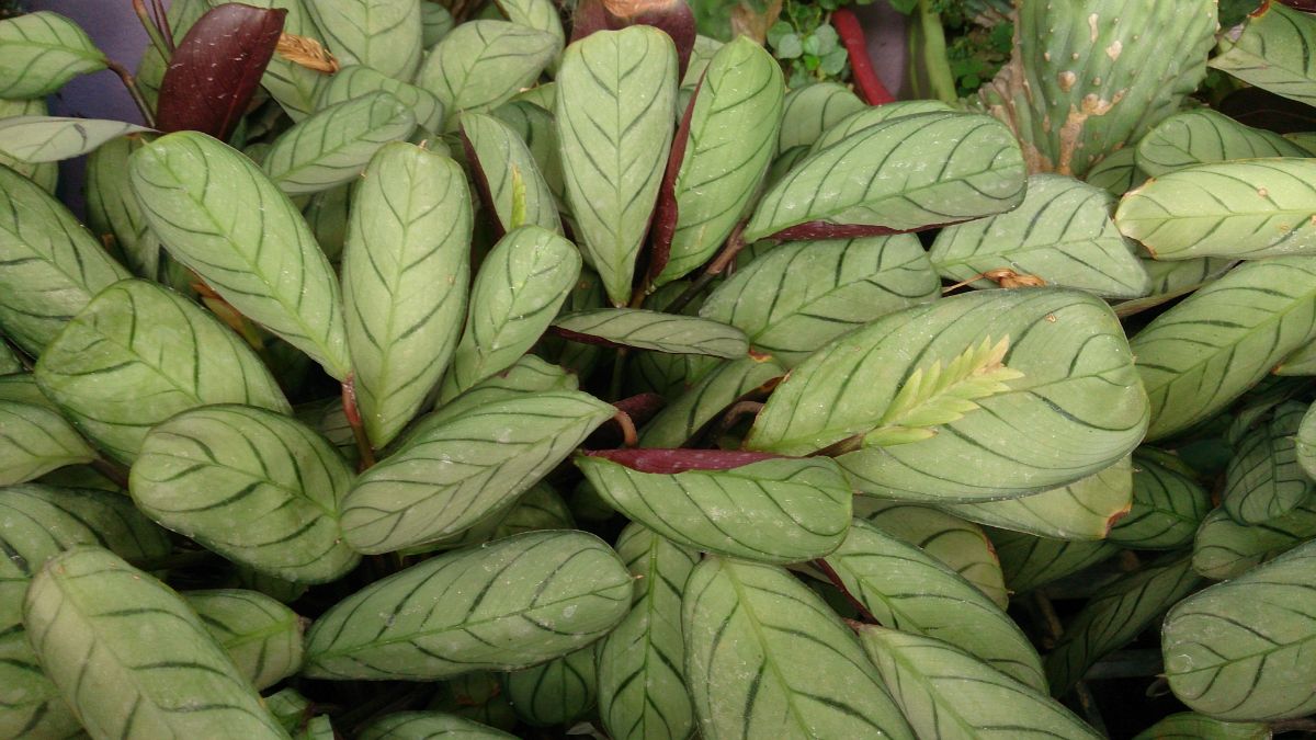 Ctenanthe burle marxii amagris