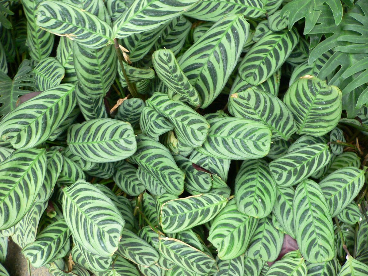 Ctenanthe burle marxii leaf pattern