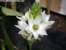 How is the flower of the lucky onion?