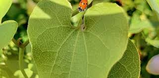 What is the name of the plant that looks like a heart?