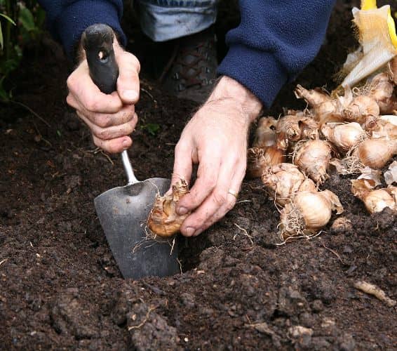 grow daffodils