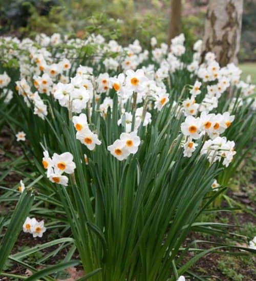 grow daffodils