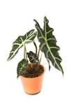 Why is my Alocasia turning yellow?