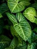 What Benefits Does Elephant Ear Plant Have?