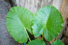 What to do with the yellow leaves of Alocasia?