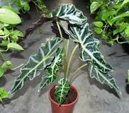 How do you prune the Alocasia?