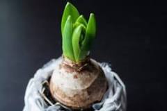 How to plant hyacinth bulbs?
