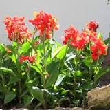 Which bulbs bloom in summer?