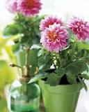 How to water dahlias?