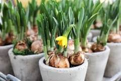 What soil do daffodils need?