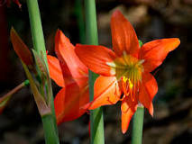 How is the red lily?