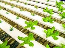 What is better hydroponics or soil? What is better hydroponics or soil?