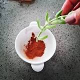 How to use cinnamon for rooting? How to use cinnamon for rooting?