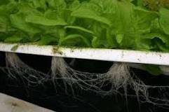 Which crop is best planted in the hydroponic system? Which crop is best planted in the hydroponic system?