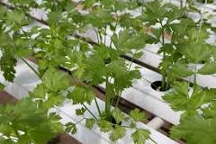 How long does the nutrient solution last in hydroponics? How long does the nutrient solution last in hydroponics?