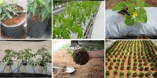 What are the types of hydroponics and what plants can be grown in them? What are the types of hydroponics and what plants can be grown in them?