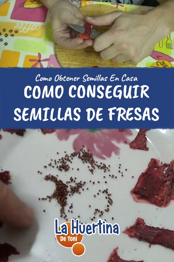 strawberry seeds strawberry seeds