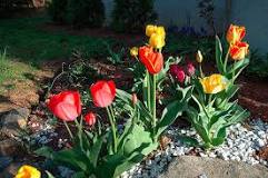 How much sun does a tulip need? How much sun does a tulip need?