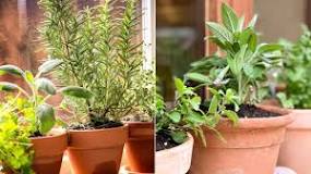 What aromatic plants can we keep inside the house?