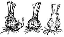How do plant bulbs reproduce?