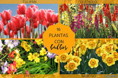 Which plants can be propagated by bulbs?