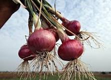 Why is the onion not a tuber? Why is the onion not a tuber?