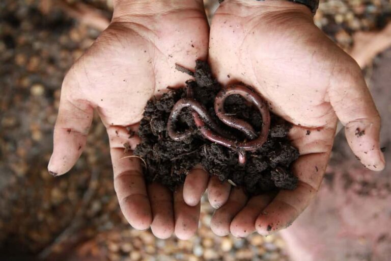 Invasive pests or beneficial friends?