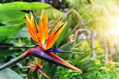 What care does the bird of paradise need?