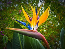What is the meaning of the bird of paradise flower?