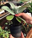 What is plant root ball?