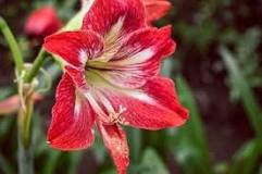 What color is the amaryllis flower?