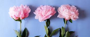 What does the peony flower mean? What does the peony flower mean?
