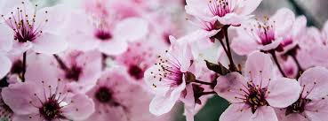 What are the most beautiful flowers in the world?