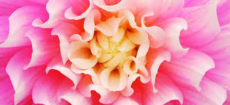 How do dahlias feed?