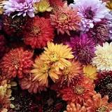 What flowers come out in autumn?