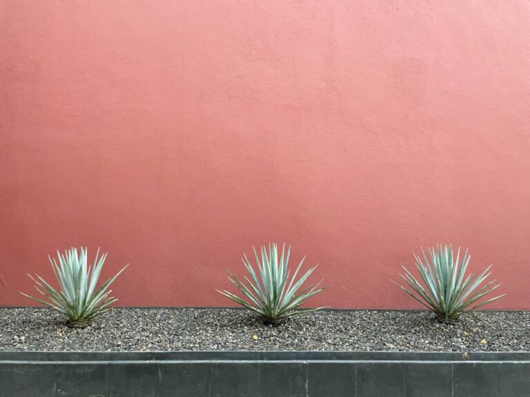 Everything you need to know about growing agave
