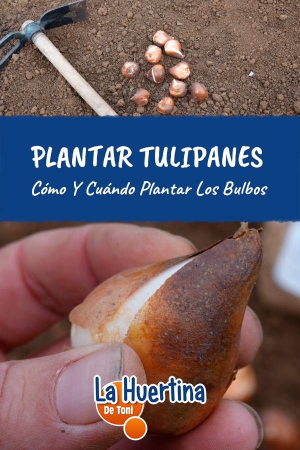 how to plant tulip bulbs