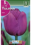 AUTUMN BULB BOLD PURPLE TULIP - 5 UNIT