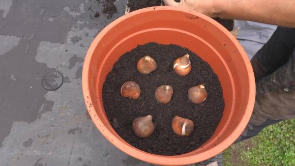 when to plant tulips