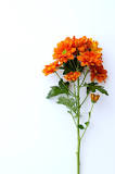 What do chrysanthemums mean?