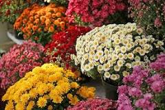 How many hours of sun do chrysanthemums need?