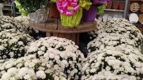 When do chrysanthemums bloom?