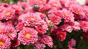 What are the types of chrysanthemums?
