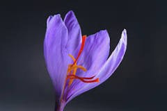 What about saffron flower? What about saffron flower?