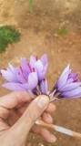 How much is 1 kg of saffron worth in euros? How much is 1 kg of saffron worth in euros?