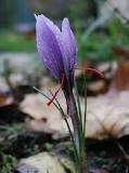 What is the name of the flower that gives saffron?